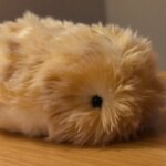 Casio’s AI pet Moflin will haunt my dreams