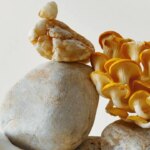 10 Reasons To Eat Mushrooms Every Day