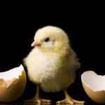 Newly hatched chickens form the same sound association we do