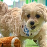 Puppy Bowl XXII Sniffs Out Best Audience In Eight Years