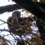 Boozy chimps fail urine test, confirm hotly debated theory