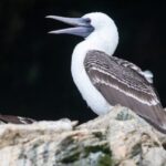 Did seabird poop fuel rise of Chincha in Peru?
