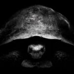 Why is Bezos trolling Musk on X with turtle pics? Because he has a new Moon plan.