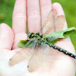 Leading explanation for ancient giant, flying insects gets squashed