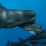 What Happens When a Whale Is Born?