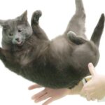 Tuck and turn, or bend and twist? How falling cats land on their feet.