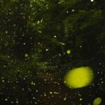 The science of how fireflies stay in sync